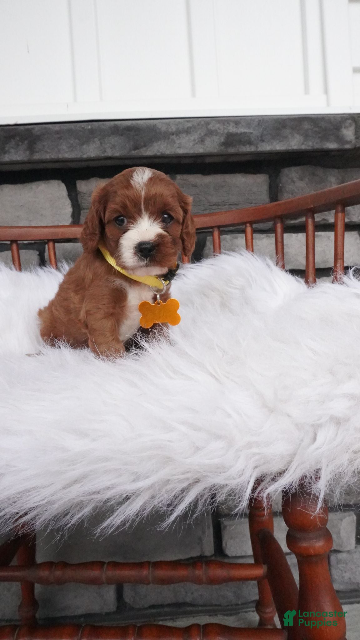 Cavapoo dogs Bessie  - Ad 1