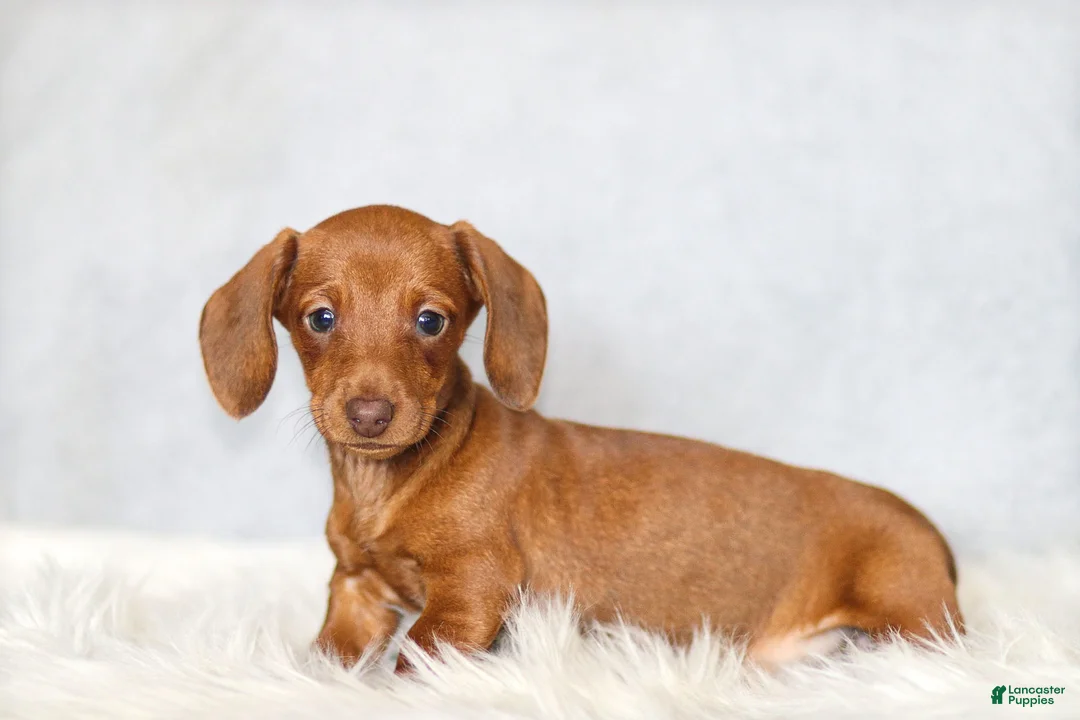 Miniature Dachshund dogs for sale: Olivia - Ad 3