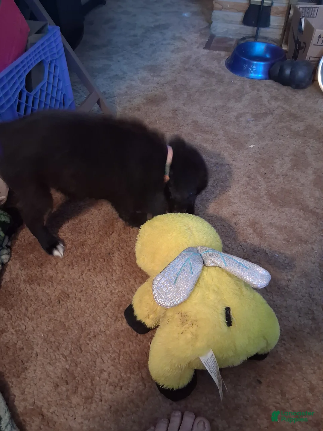 Mixed Breed dogs for sale: Mixed Breed Puppy 1 - Ad 4