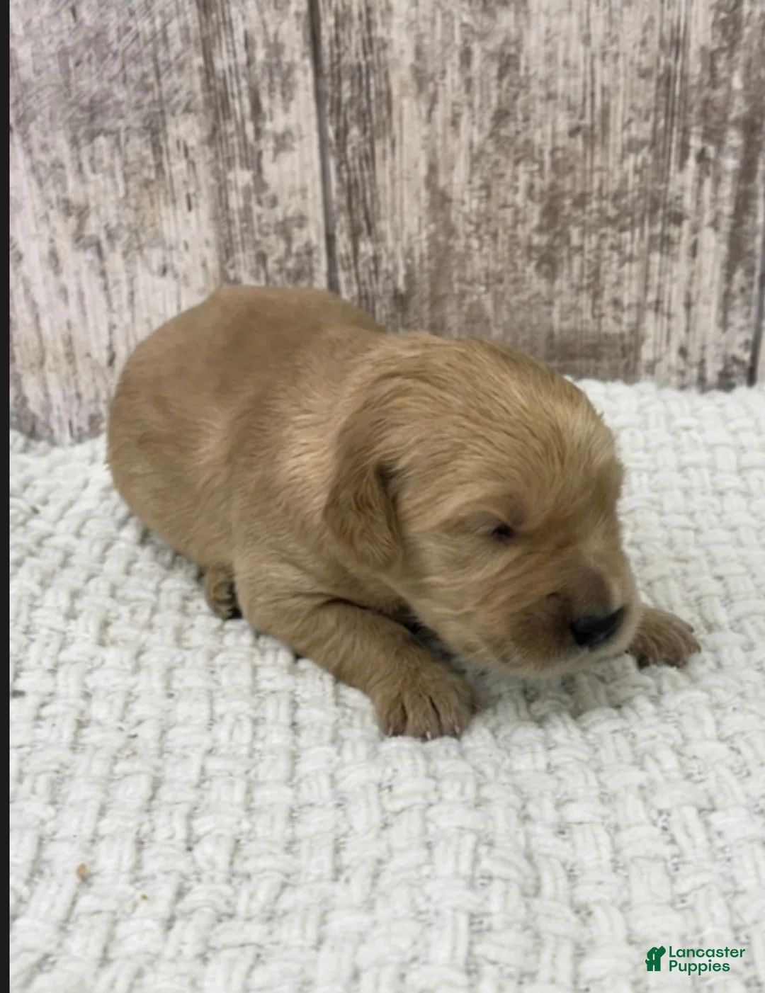 Golden Retriever dogs for sale: Golden Retriever Puppy 1 - Ad 1