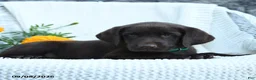 Labrador Retriever dogs for sale: Marlin - Ad 4