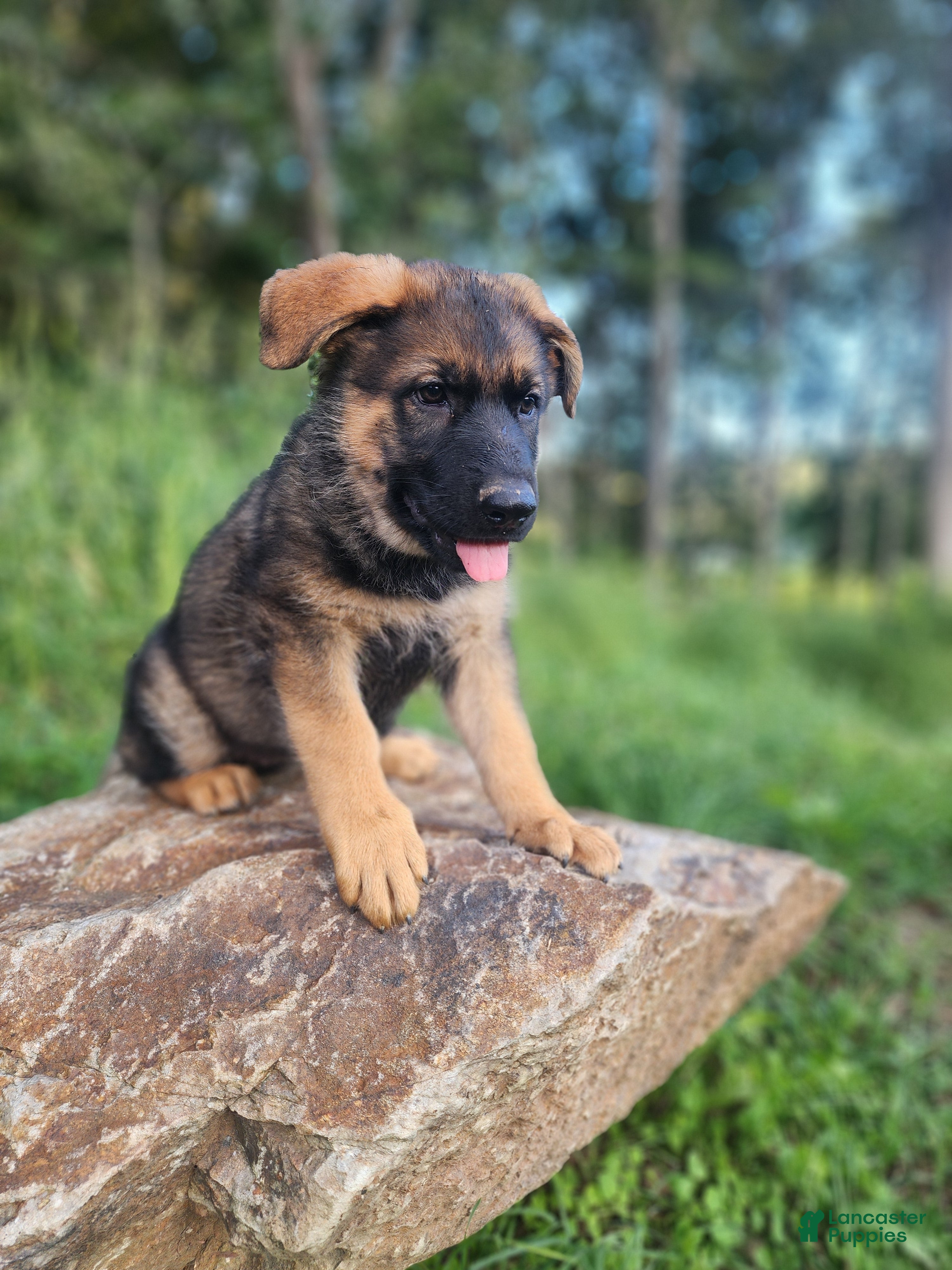 German Shepherd dogs  Thora - Ad 2