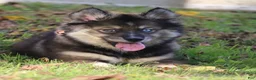 Pomsky dogs for sale: Dutch - Ad 3