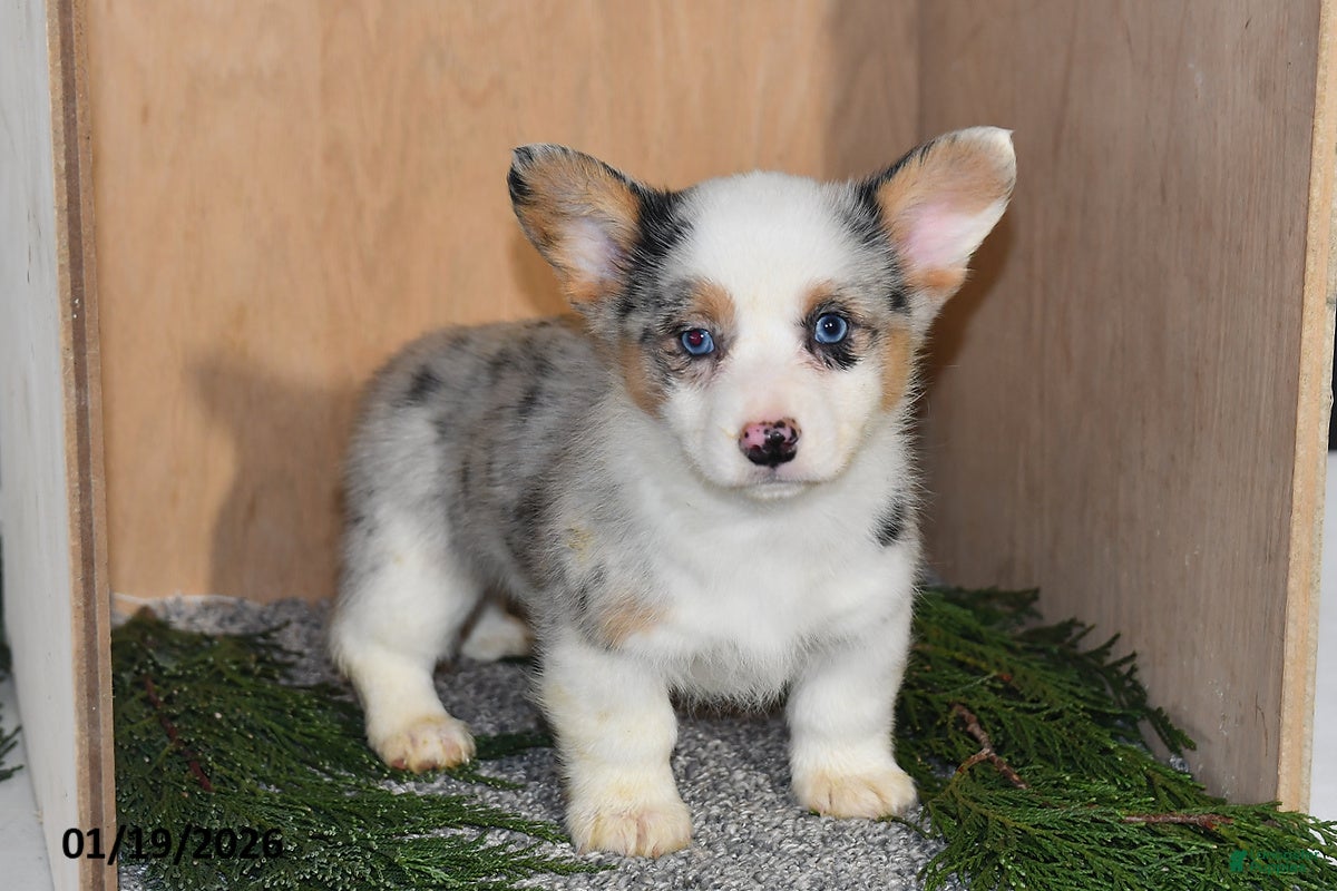 Welsh Corgi Pembroke dogs Kai  - Ad 14