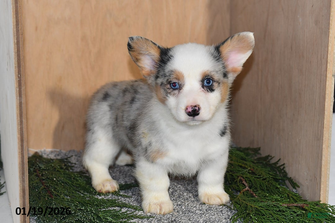 Welsh Corgi Pembroke dogs for sale: Kai  - Ad 1