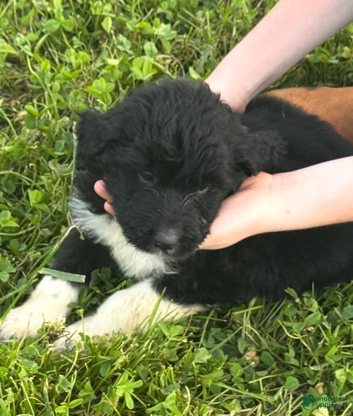 Aussiedoodle dogs Aussiedoodle Puppy 3 - Ad 27