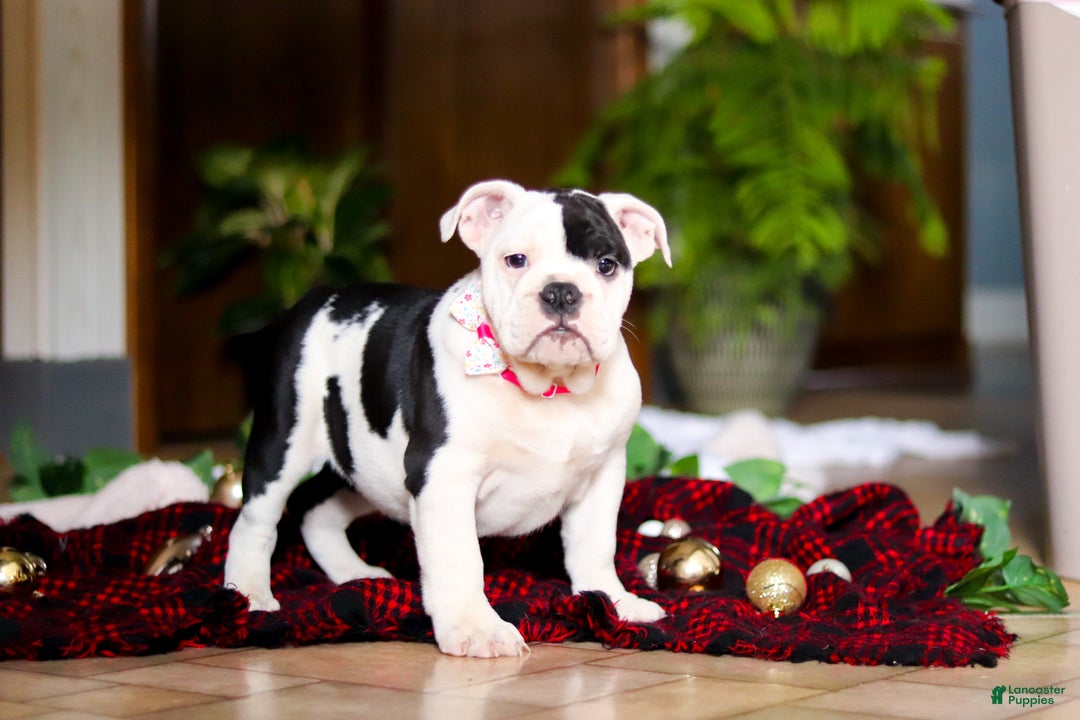 English Bulldog dogs for sale: Lacey - Ad 3