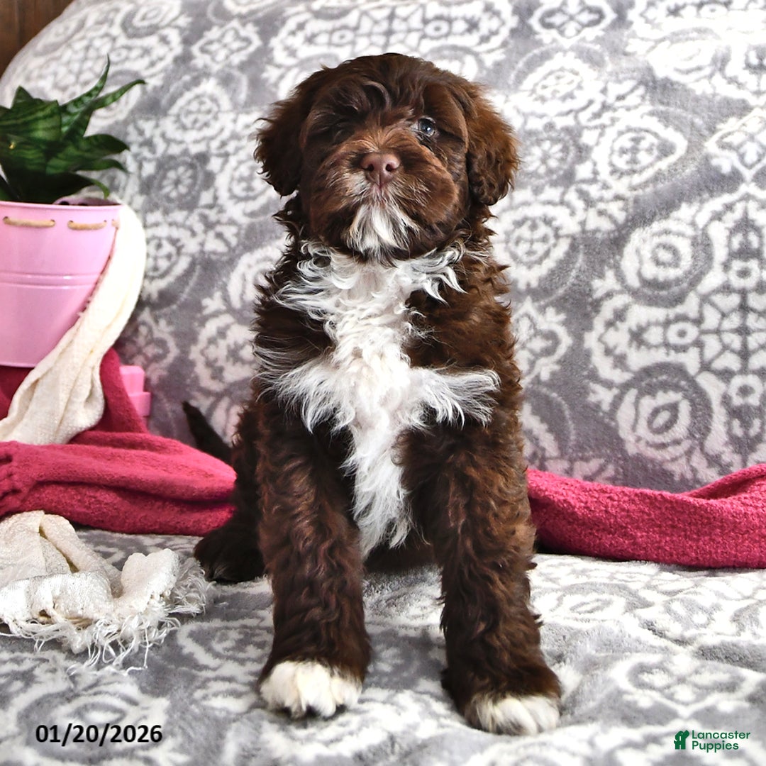 Portuguese Water Dog dogs for sale: Dime - Ad 3