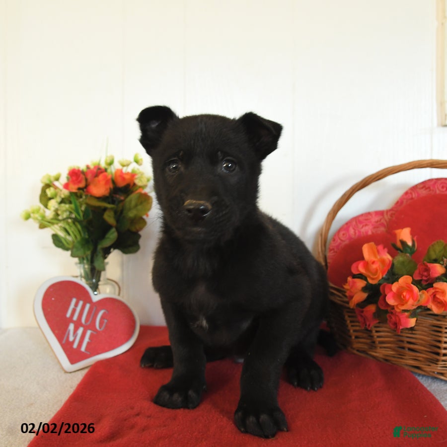 Belgian Malinois dogs Rambo - Ad 21