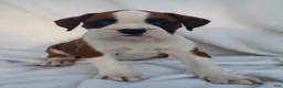 Boxer dogs for sale: Bruno - Ad 3