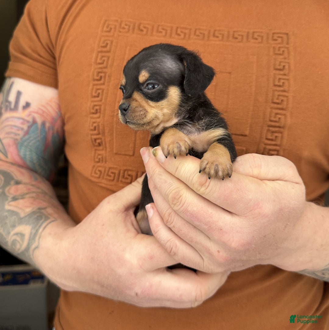 Chiweenie dogs for sale: Lyric  - Ad 9