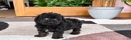 Mixed Breed dogs for sale: Maltipoo/Havanese boy 2  - Ad 9