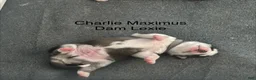 Siberian Husky dogs for sale: Charlie Maximus - Ad 4