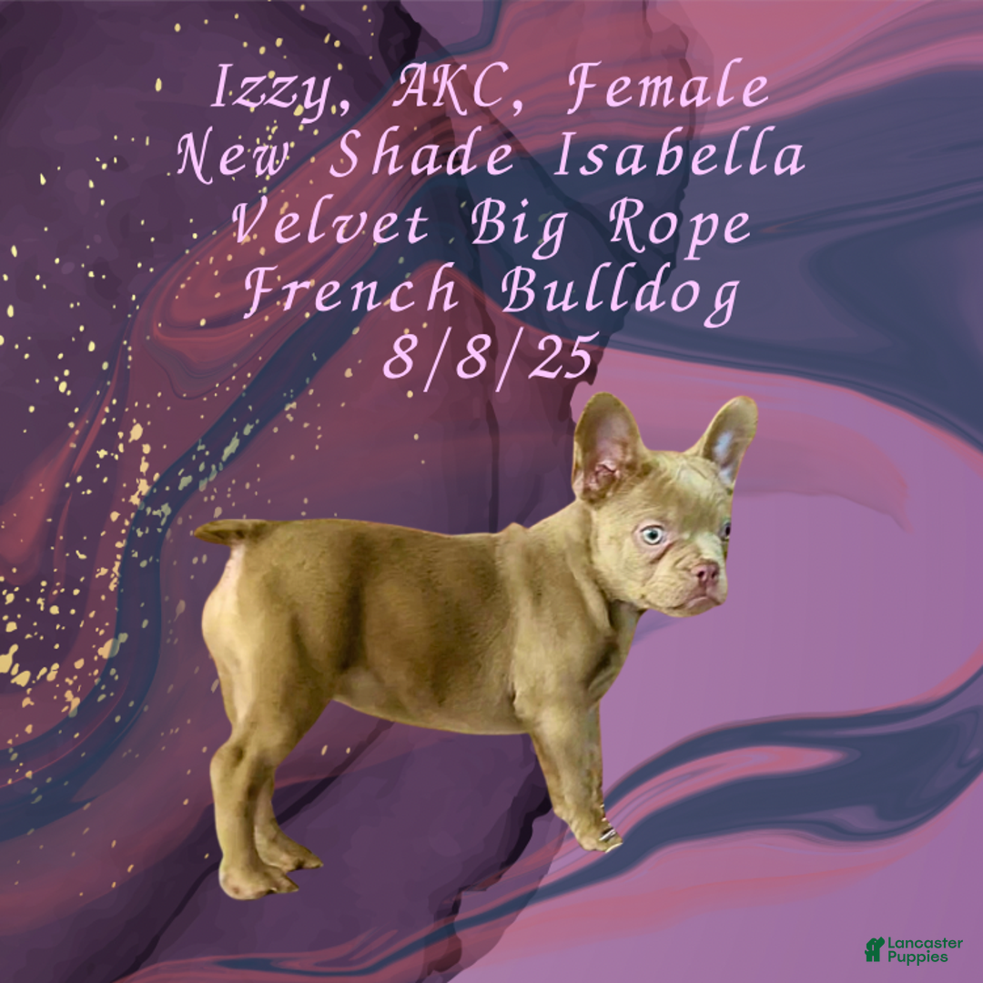 French Bulldog dogs for sale: 🐾 “Izzy the Velvet Queen: Blue-Eyed Beauty with Boss Energy & Breeding Potential” - Ad 13