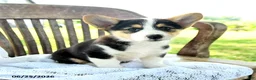 Welsh Corgi Pembroke dogs for sale: Renata - Ad 1