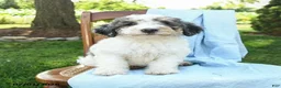 Mini Bernedoodle dogs for sale: Cooper - Ad 4