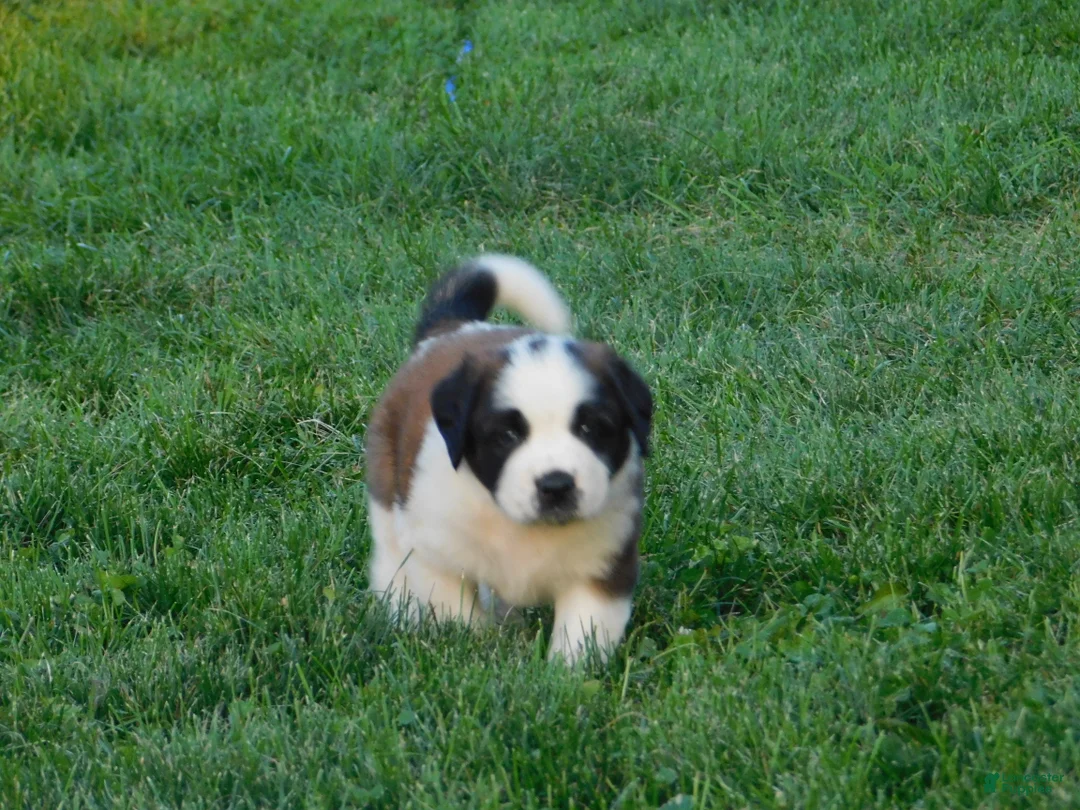 Saint Bernard dogs for sale: Pansy - Ad 1