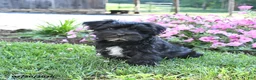 Morkie dogs for sale: Oreo - Ad 4