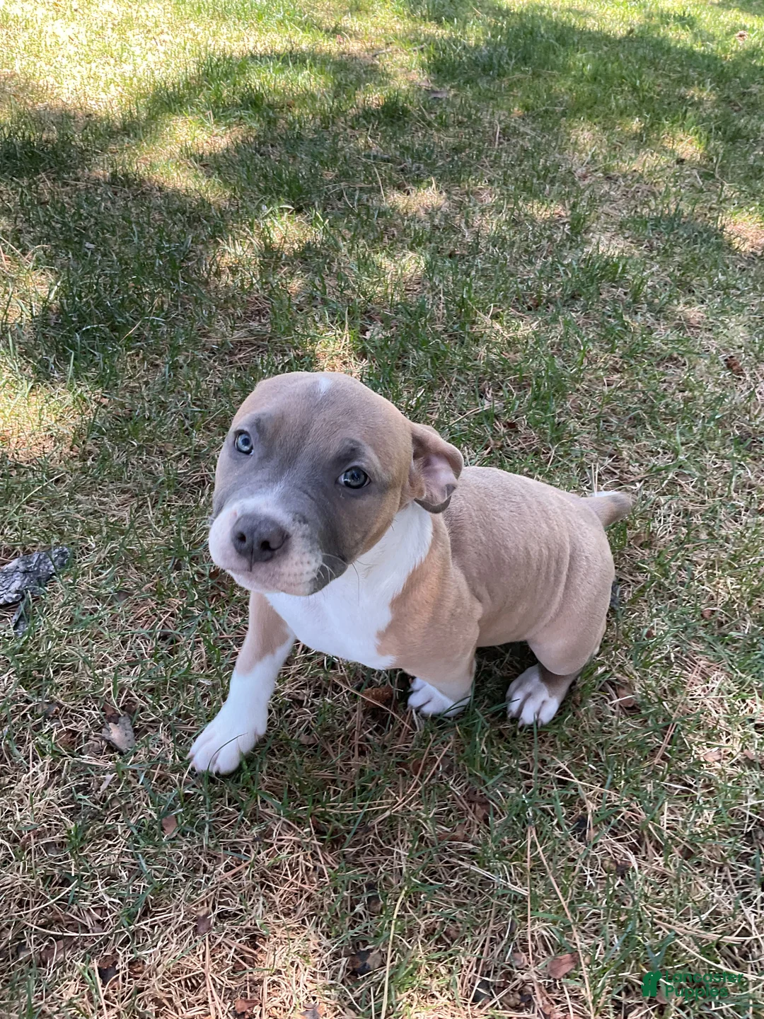 Mixed Breed dogs for sale: Staffshire terrier,American bully #7 - Ad 4
