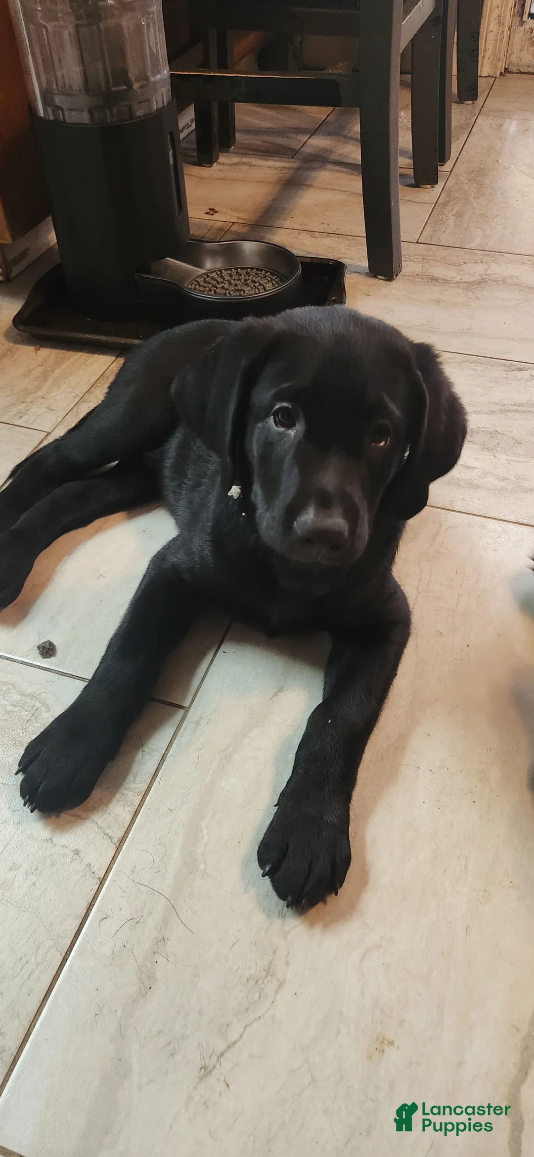 Labrador Retriever dogs for sale: Labrador Retriever gray - Ad 1