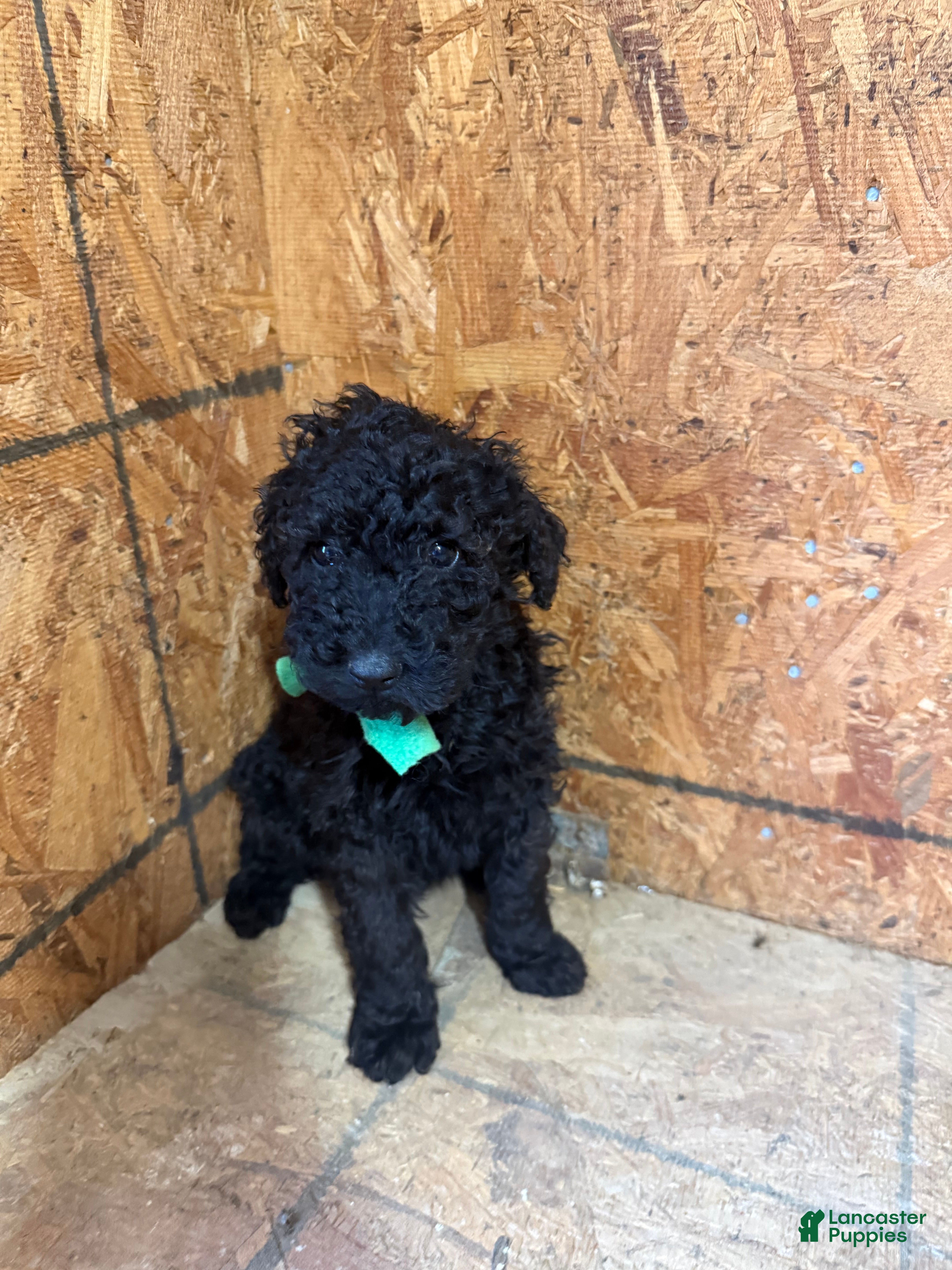 Standard Poodle dogs Green girl - Ad 1