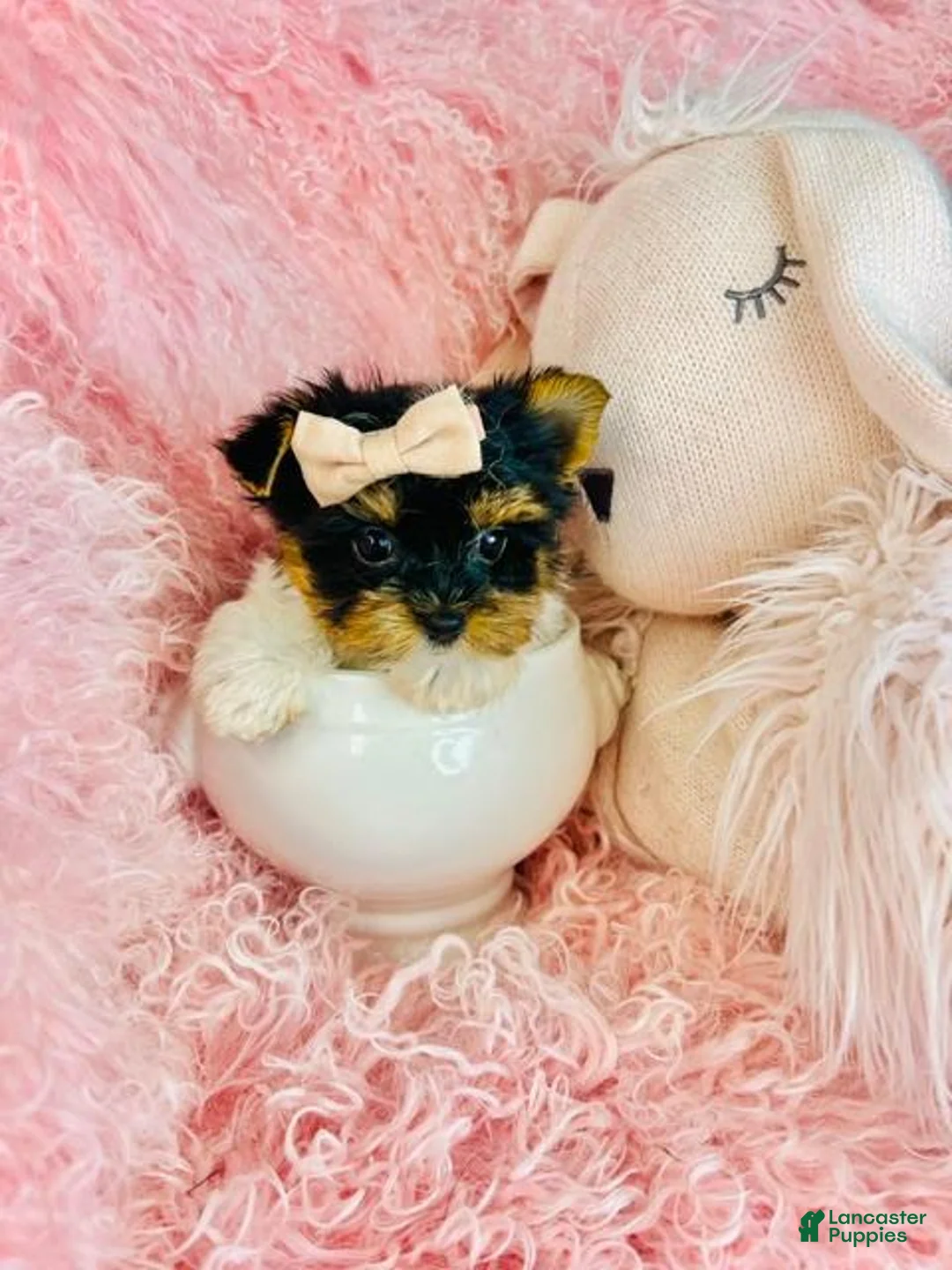 Biewer Terrier dogs for sale: Teacup Yorkshire Terrier 1 - Ad 1