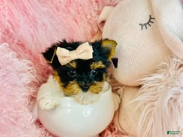 Biewer Terrier dogs for sale: Teacup Yorkshire Terrier 1 - Ad 1