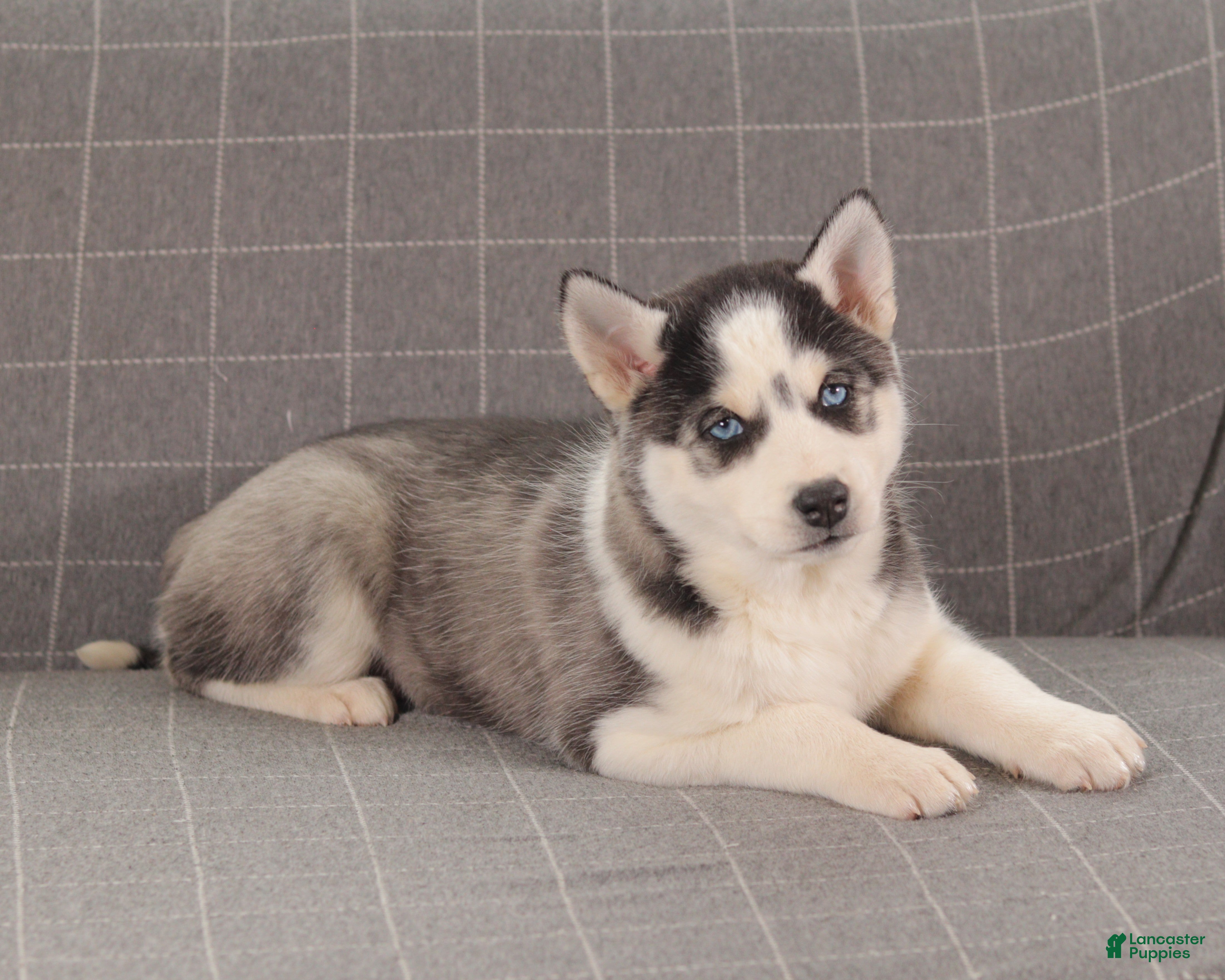 Siberian Husky dogs Bandit - Ad 29