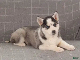 Siberian Husky dogs Bandit - Ad 29