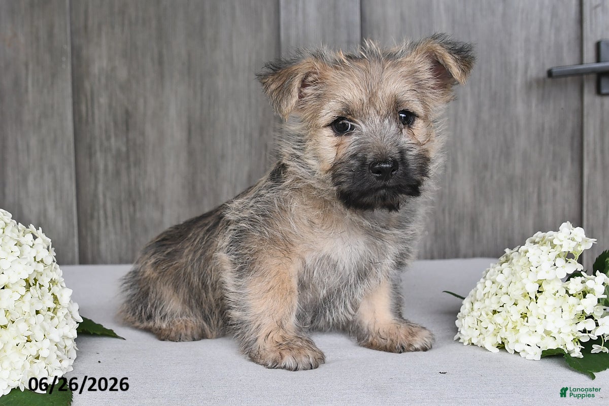 Cairn Terrier dogs Alex - Ad 2