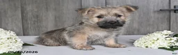 Cairn Terrier dogs for sale: Alex - Ad 7