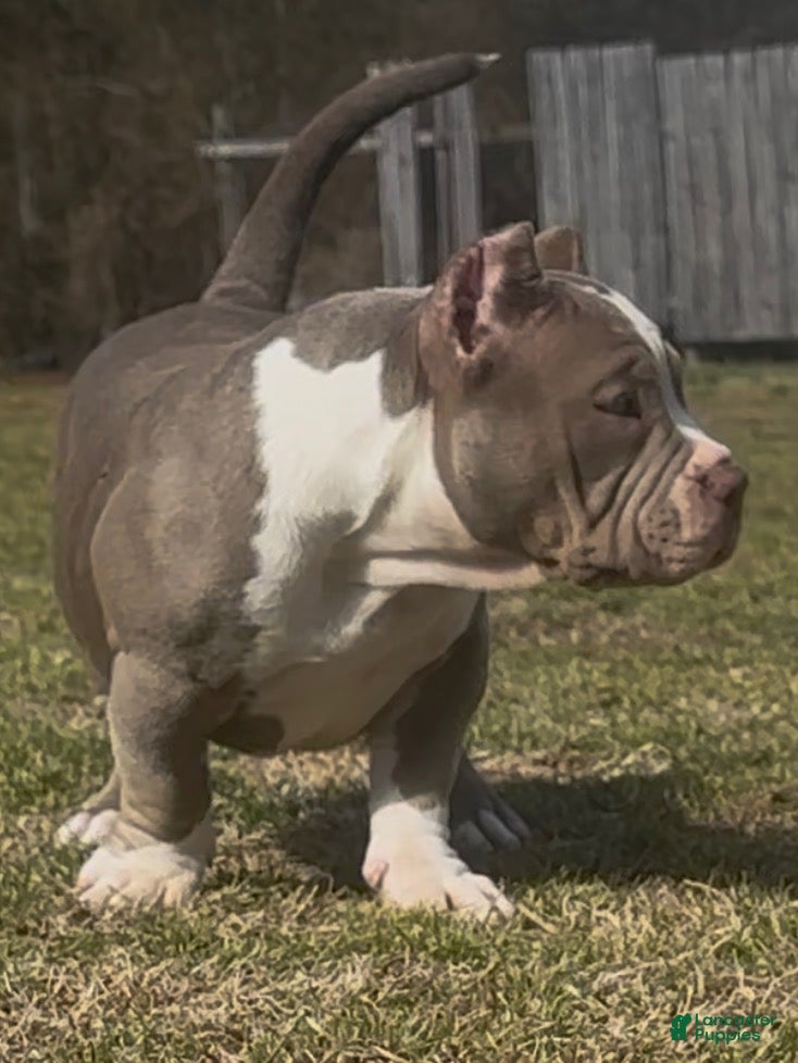 American Bully dogs Armani  - Ad 4