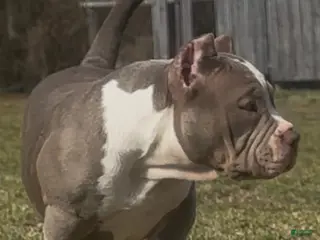 American Bully dogs Armani - Ad 4