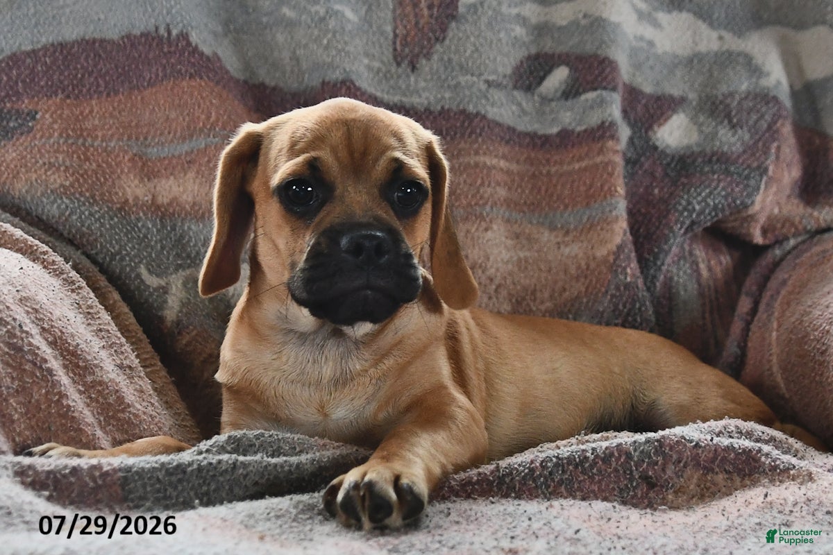 Puggle dogs Sawyer - Ad 2
