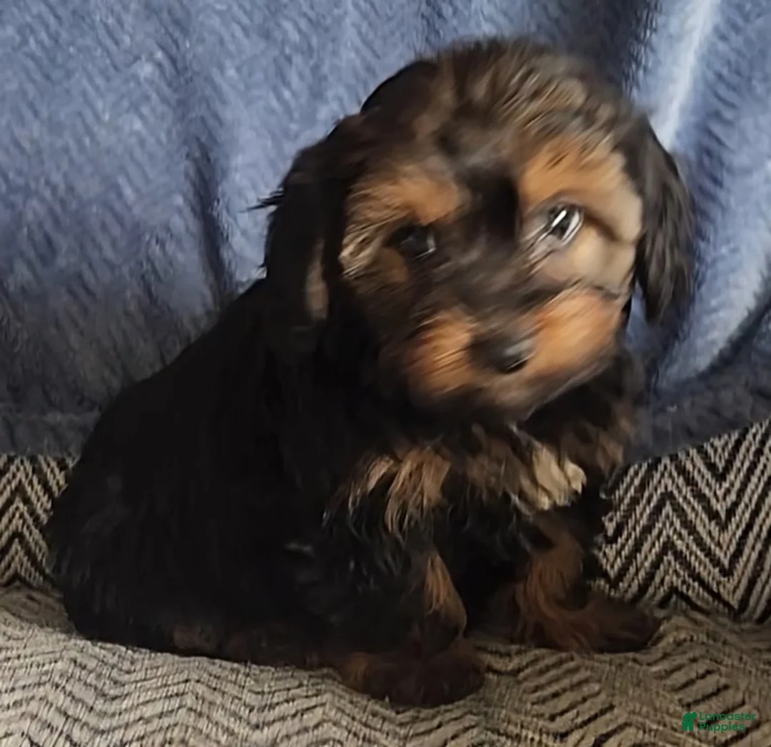 Mixed Breed dogs for sale: Phoebe - Ad 11