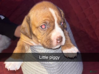 Mixed Breed dogs Little miss piglet - Ad 40