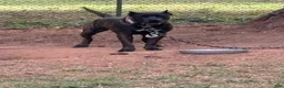 Presa Canario dogs for sale: Presa Canario 1 - Ad 13