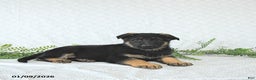 German Shepherd dogs for sale: Zeus - Ad 4