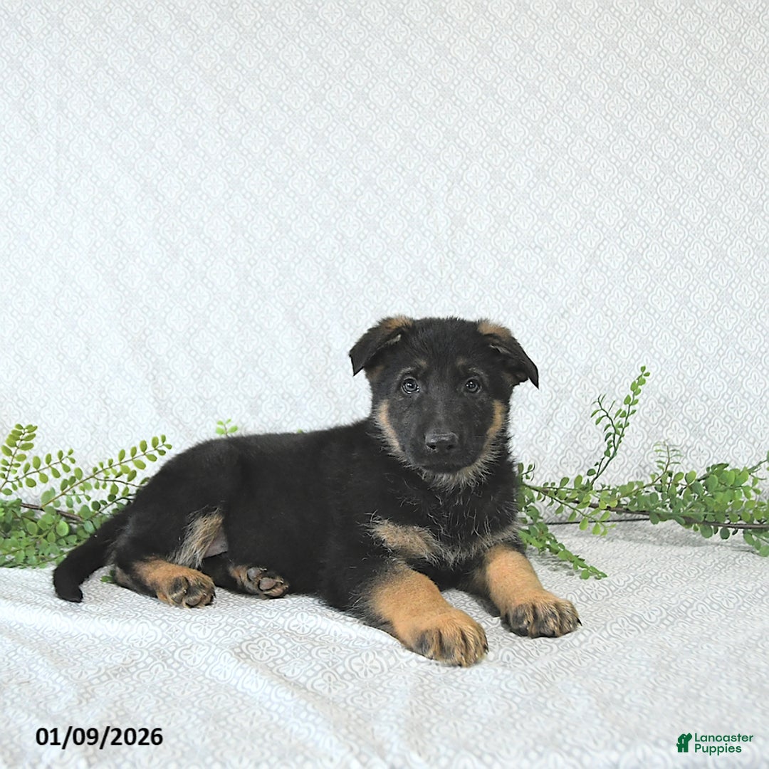 German Shepherd dogs for sale: Zeus - Ad 4