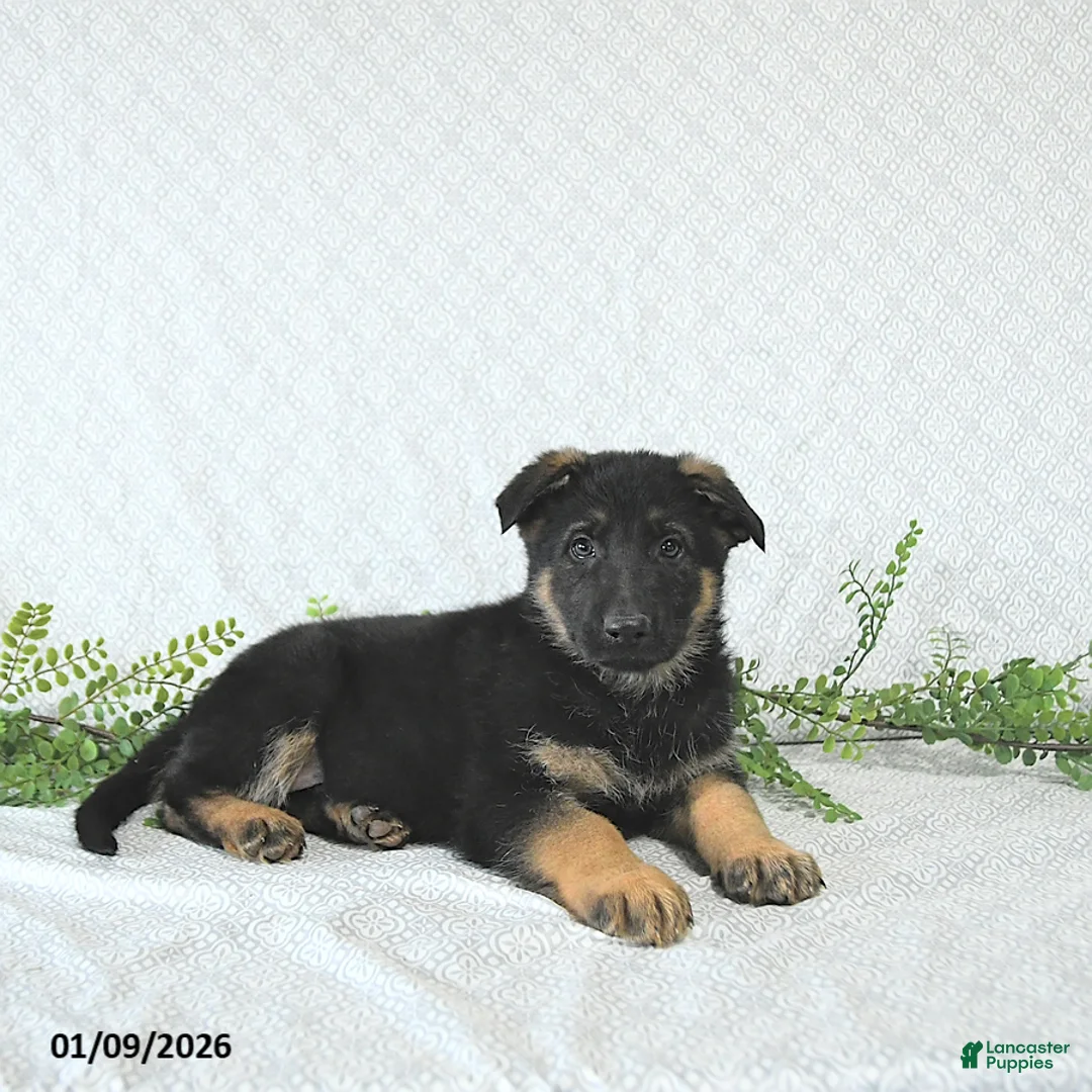 German Shepherd dogs for sale: Zeus - Ad 9