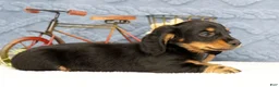 Miniature Dachshund dogs for sale: June - Ad 7