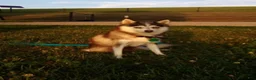 Pomsky dogs for sale: Prince - Ad 15