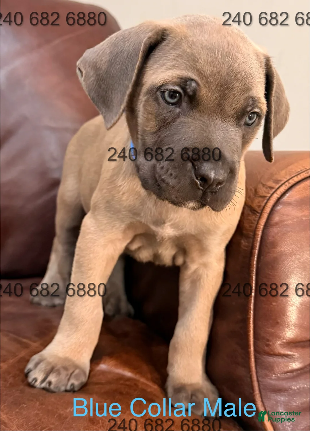Cane Corso dogs for sale: Cane Corso Puppy Male Blue Collar - Ad 2