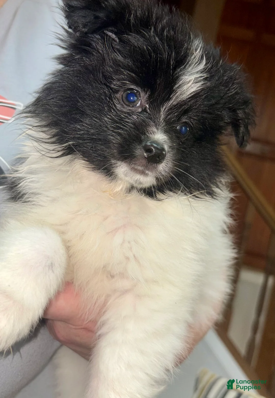 Pomeranian dogs for sale: Randall - Ad 1