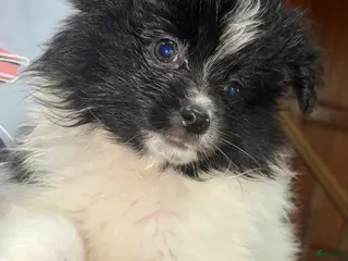 Pomeranian dogs for sale: Randall - Ad 1