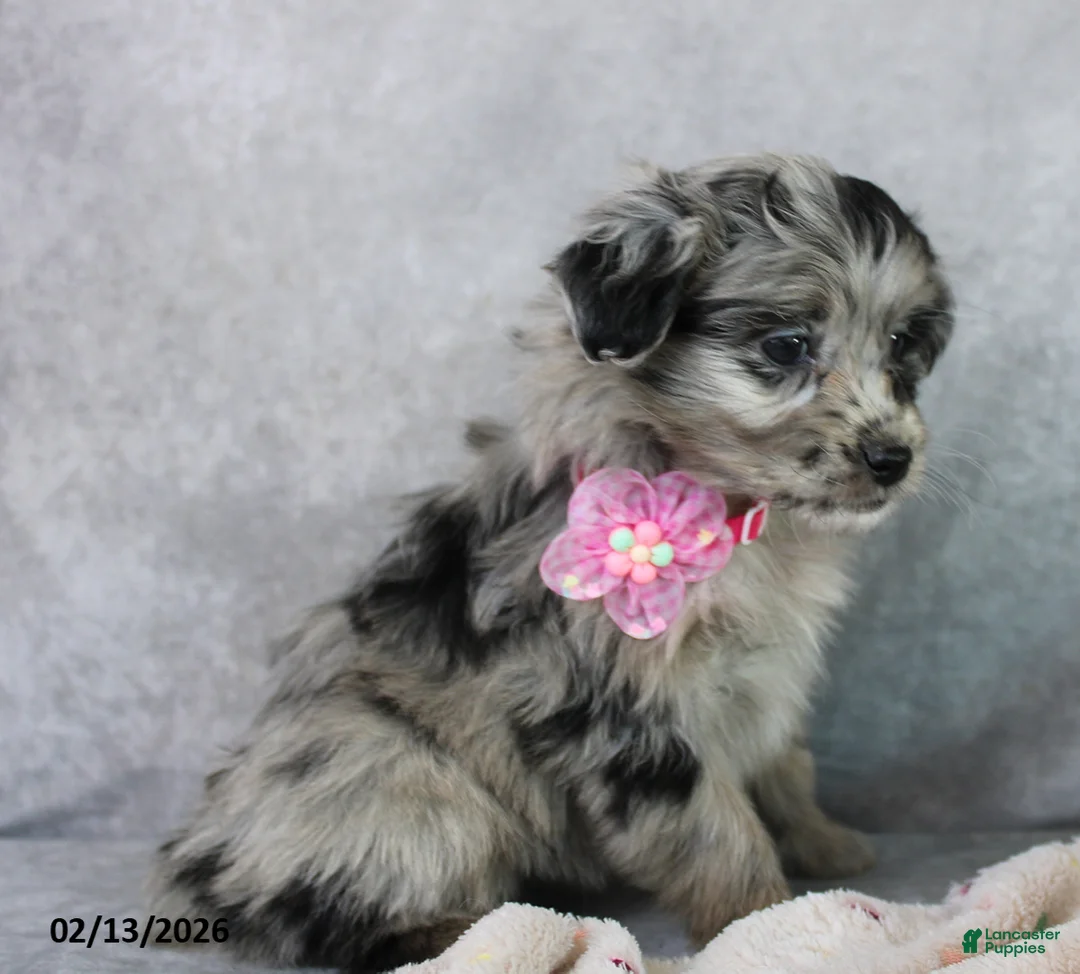 Mini Aussiedoodle dogs for sale: Brandy - Ad 3