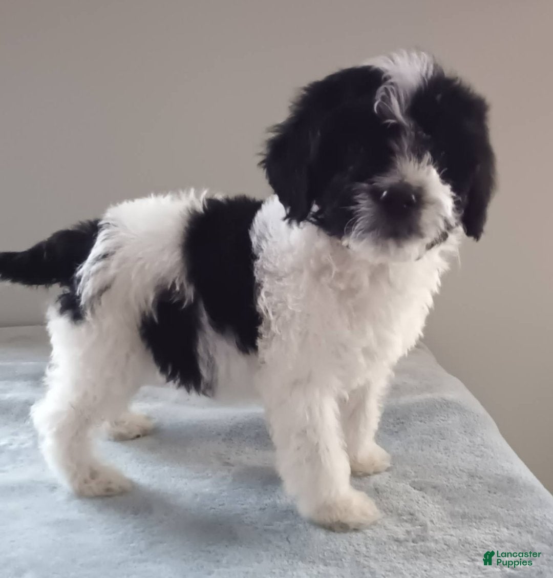 Goldendoodle dogs for sale: Panda Bear - Ad 3