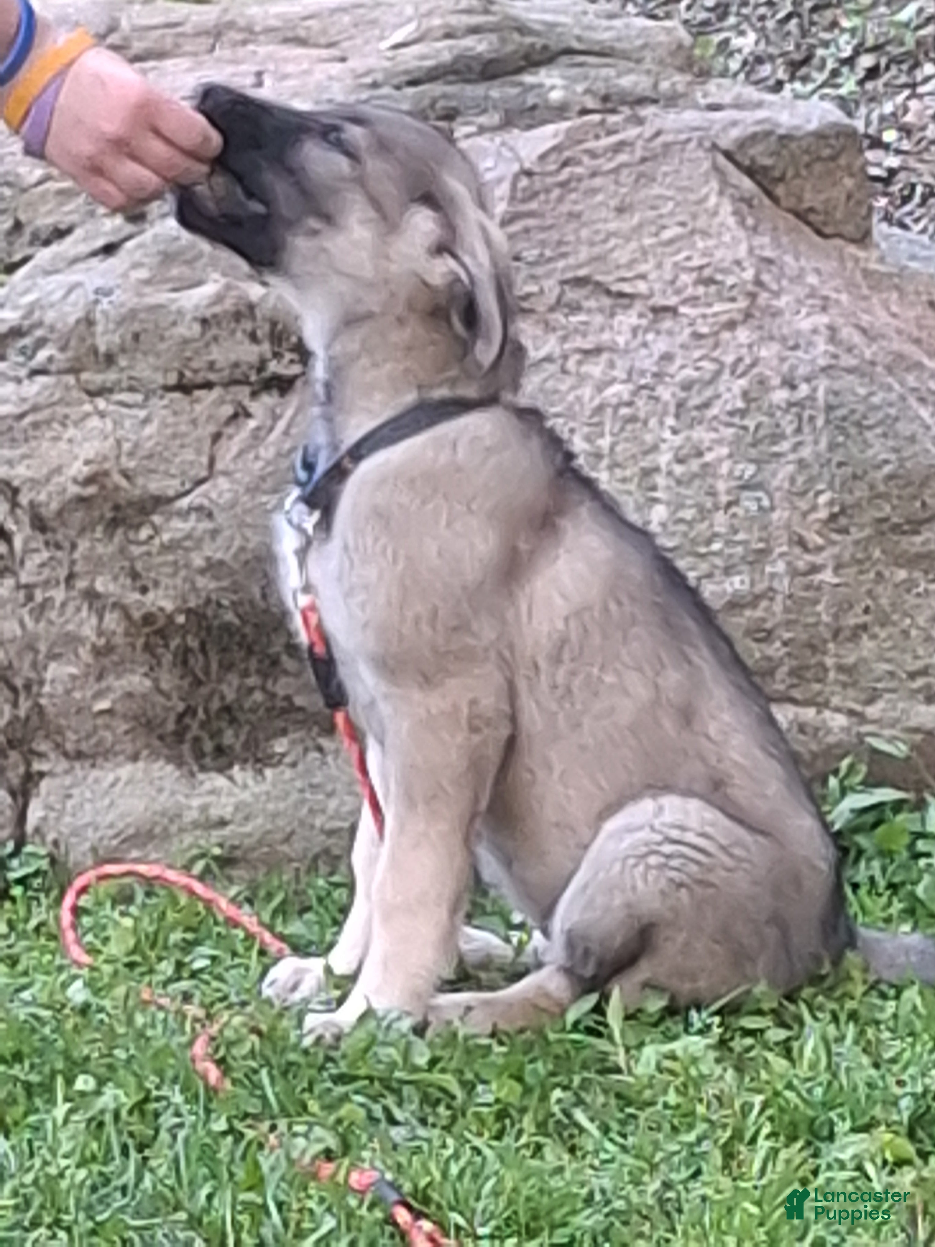 German Shepherd dogs Zena - Ad 1
