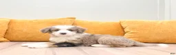 Mini Bernedoodle dogs for sale: Millie - Ad 2
