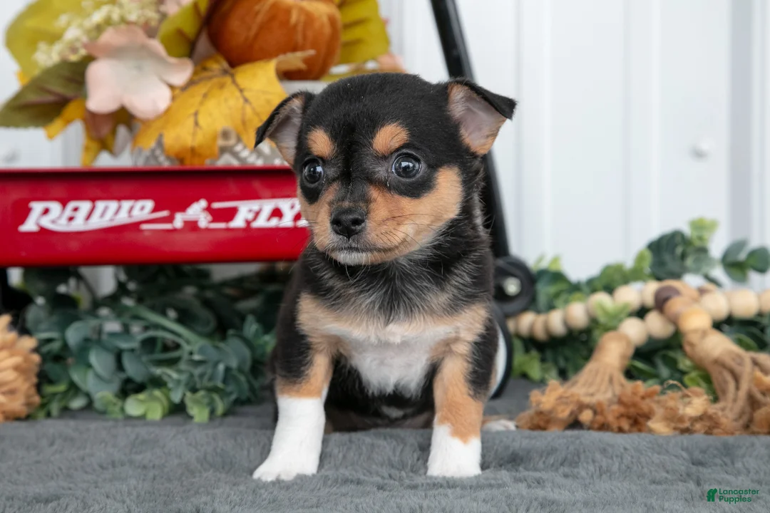 Chihuahua dogs for sale: Faye - Ad 2